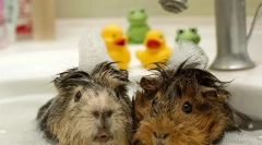 Plávanie guinea prasa: ako správne a ako často umývanie